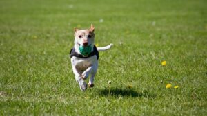 Gwinnett dog parks: Happy dogs playing in a spacious park